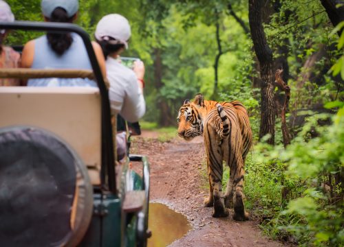 Chitwan National Park: A Wildlife Adventure with Barahi Tours